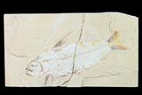 Bargain, Cretaceous Fish (Nematonotus) Fossil - Lebanon #162716-1